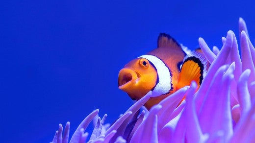 Clownfish swimming with coral in blue ocean water