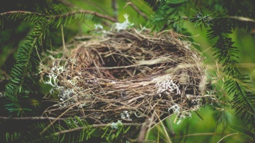 Bird nest in nature