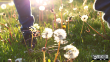 Person in a field of dandelions