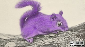 Purple squirrel